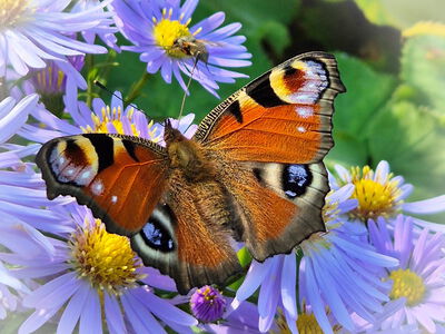 10/2025 Bernd Leutert: Die Insekten nutzen die letzten schönen Herbsttage
