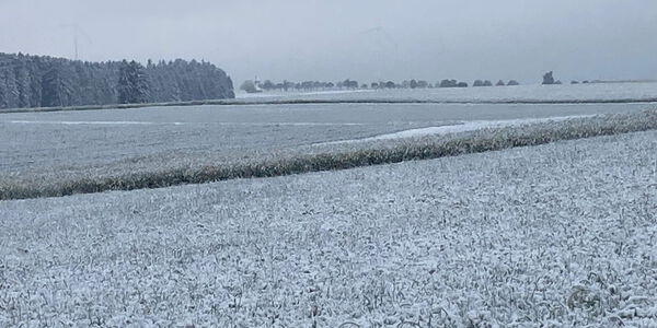 Jetzt wissen wir endlich, warum Rapshonig so weiß ist...