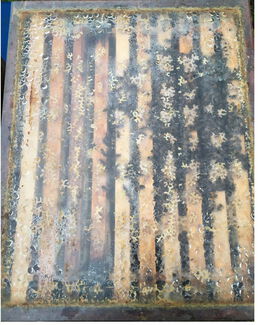 Volk mit Brut - viel Kondenswasser an der Folie