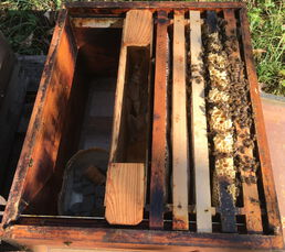 Ableger macht eher rückwärts als vorwärts :-(