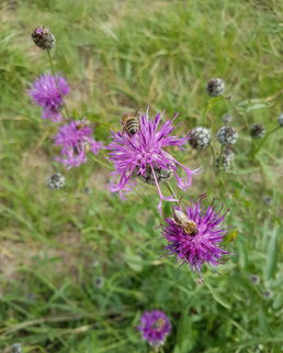 September 2020 - die Pollensammlerinnen sind wieder unterwegs