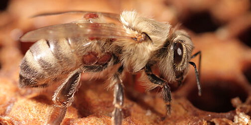 Eine von Varroa-Milben befallene Jungbiene. | Bildquelle: Universität Hohenheim / Bettina Ziegelmann