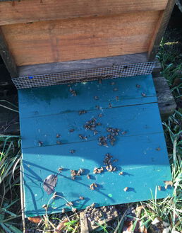 Putzaktion am 31.12.21 - Totenfall ausgeräumt