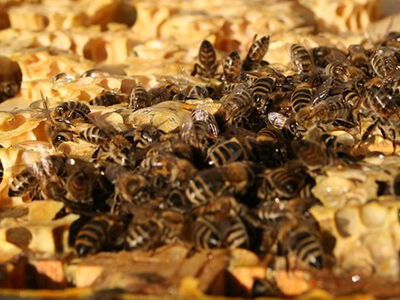 Bienen Besigheim