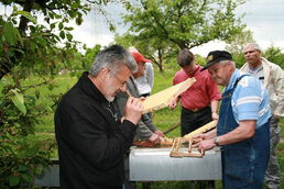 Zuchtstoffabgabe bei Walter Müller in Löchgau
