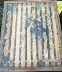 Volk ohne Brut - wenig Kondenswasser an der Folie