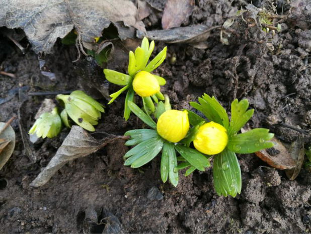 Die ersten Frühlingsboten