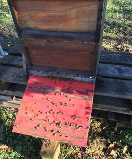 Putzaktion am 31.12.21 - Totenfall ausgeräumt