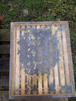 Typisches Jungvolk aus 2014 am 14.02.15, überwintert auf einer Zarge